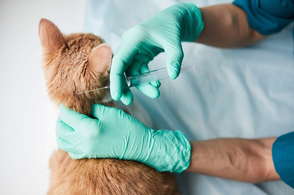 kedi aşıları
