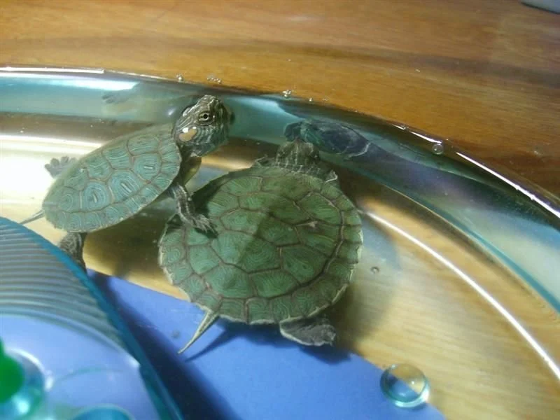 su kaplumbağası
