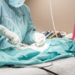 Petmundo Veteriner Kliniği'nde Yapılan Veteriner Cerrahi Ameliyatlar - 2024