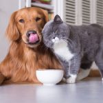 Evcil Hayvan Bakımında Temel İpuçları: Beylikdüzü'nde Açık ve Yakın Veteriner Klinikleri - 1