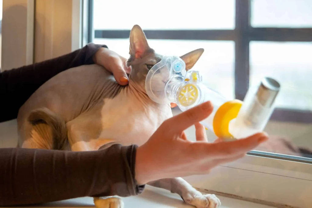 astim ilaci kullanan kedi petmundo - Beylikdüzü Veteriner