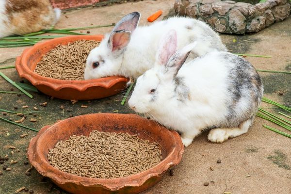 evde tavşan beslemek