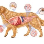 Başlıca Köpek Parazitleri ve Mücadele Yöntemleri: Beylikdüzü Veterinerinden Öneriler -1