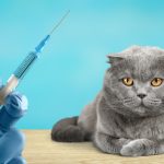 2024: Kedilerde Lösemi Aşısının Önemi ve Etkileri