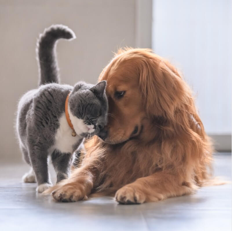 Kedi ve Köpek Bir Arada 