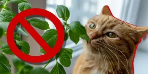 kediler için zehirli bitkiler