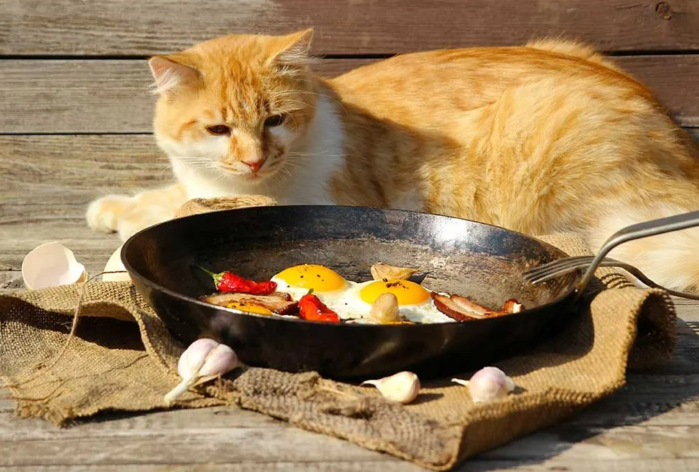 Kedi Yemek Tarifleri
