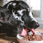 Evde Beslenme: Evcil Hayvanlarınız İçin Sağlıklı ve Dengeli Bir Diyet Nasıl Oluşturulur? -1