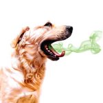 Köpeklerde Ağız Kokusunun Nedenleri ve Çözüm Yolları - 1