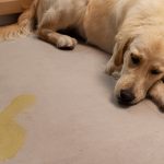 Köpeklerde Çiş Eğitimi: Uzman Tavsiyeleri -1